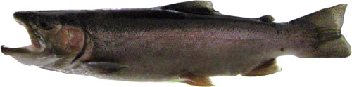 22 inch fish from Snake River below American Falls Damn