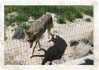 Coyote - Pocatello Zoo